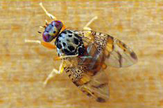 Ceratitis capitata adulte