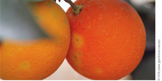 Dommages causés par la Ceratitis capitata sur les oranges