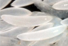 Œuf de Ceratitis capitata