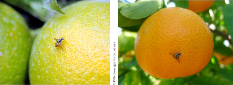 Oranges rouges et jaunes