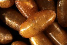 Chrysalide de Ceratitis capitata